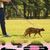 UAMLY Ensemble Harnais et Laisse pour Chat