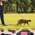 UAMLY Ensemble Harnais et Laisse pour Chat UAMLY Ensemble Harnais et Laisse pour Chat