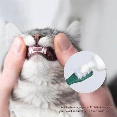 FurryFusion Kit de brosse à dents pour chien