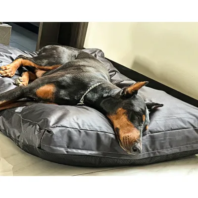 IntiMeg Coussin de canapé pour chien en Oxford