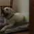 IntiMeg Wasserfestes rechteckiges Hundebett IntiMeg Wasserfestes rechteckiges Hundebett
