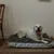 IntiMeg Wasserfestes rechteckiges Hundebett IntiMeg Wasserfestes rechteckiges Hundebett
