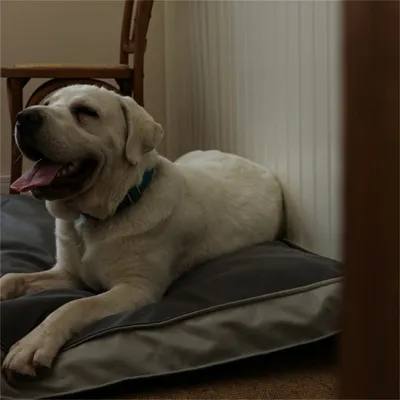 IntiMeg Lit rectangulaire imperméable pour chien