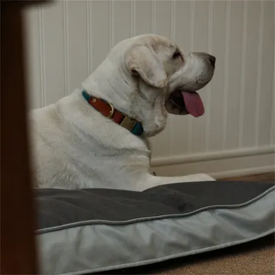 IntiMeg Wasserfestes rechteckiges Hundebett