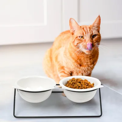 UAMLY Gamelle en céramique pour chat