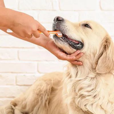 UAMLY Brosse à dents à trois têtes pour chien