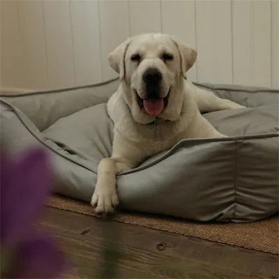 IntiMeg Panier, Canapé, Lit pour Chiens en faux cuir imperméable