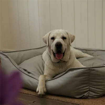 IntiMeg Panier, Canapé, Lit pour Chiens en faux cuir imperméable