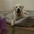 IntiMeg Korb, Sofa, Hundebett aus wasserabweisendem Kunstleder