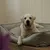 IntiMeg Korb, Sofa, Hundebett aus wasserabweisendem Kunstleder