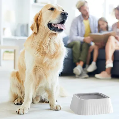 Gamelle d'eau pour Chien et Chat - Anti - Éclaboussure