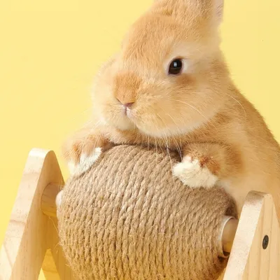 FurryFusion Balle à gratter pour animaux