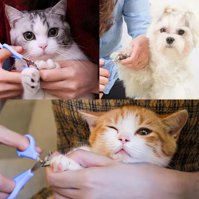 FurryFusion Coupe - griffes pour animaux de compagnie