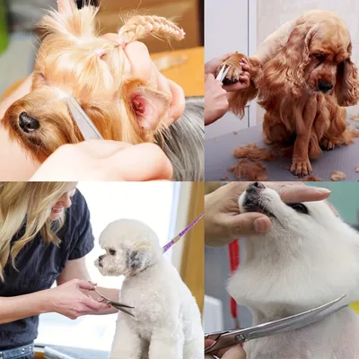 UAMLY Ciseaux de toilettage pour chiens en acier inoxydable