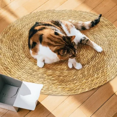 FurryFusion Tapis griffoir rond pour chat