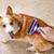 PetPlanet Peigne de nouage 2 en 1 pour chiens