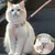 FurryFusion Corde de traction pour chat FurryFusion Corde de traction pour chat