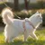 FurryFusion Corde de traction pour chat FurryFusion Corde de traction pour chat