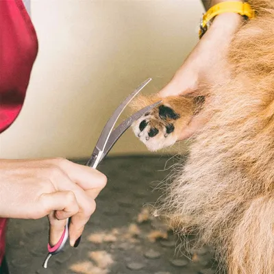 FurryFusion Ciseaux de toilettage pour chien et chat