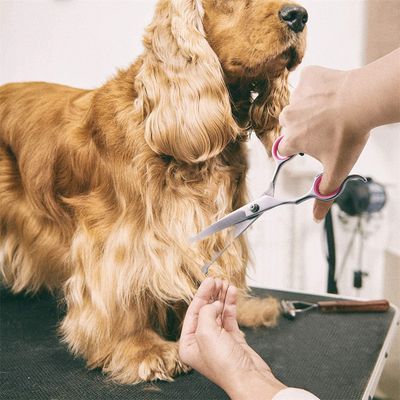 FurryFusion Ciseaux de toilettage pour chien et chat