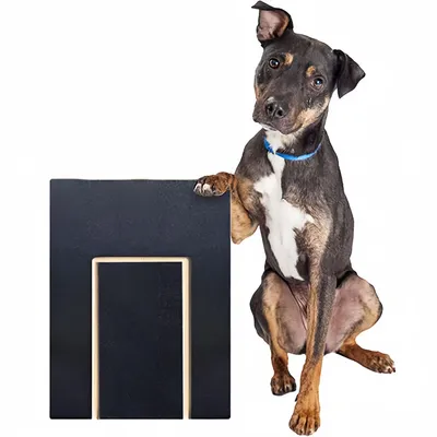 PetPlanet Planche à gratter pour chien
