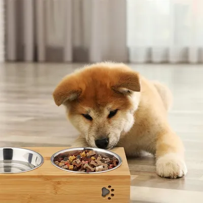 IntiMeg Lot de 2 gamelles en inox pour chien et chat