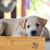 IntiMeg Lot de 2 gamelles en inox pour chien et chat