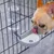 IntiMeg Distributeur d'eau pour cage de chien
