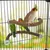 FurryFusion Perchoir pour oiseau FurryFusion Perchoir pour oiseau