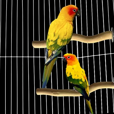 FurryFusion Perchoir en bois pour perroquet