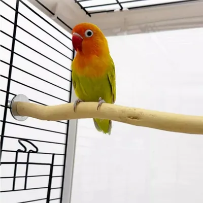 FurryFusion Perchoir en bois pour perroquet