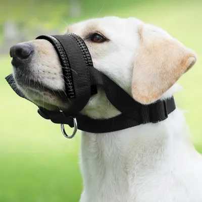 FurryFusion Muselière pour chien