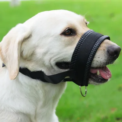 FurryFusion Muselière pour chien