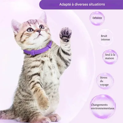 FurryFusion Collier apaisant pour chat