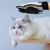 FurryFusion Gants de toilettage pour chats et chiens