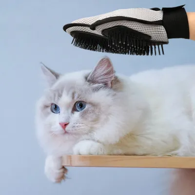 FurryFusion Gants de toilettage pour chats et chiens