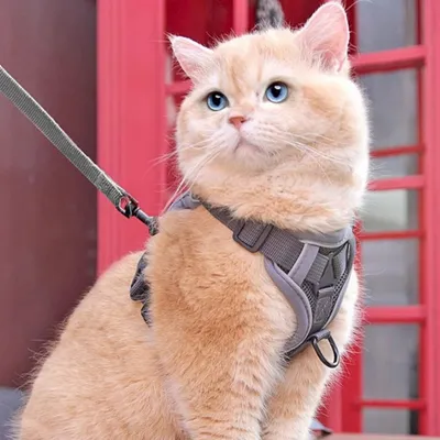 FurryFusion Harnais pour chat