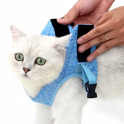 FurryFusion Harnais de traction avec corde pour chat