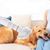 UAMLY Peigne à air chaud pour chien