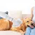 UAMLY Peigne à air chaud pour chien