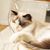 UAMLY Lit transparent pour chat