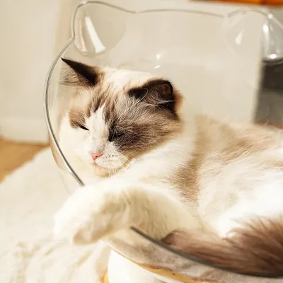 UAMLY Lit transparent pour chat