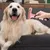 PurrfectFun Rastrillo et Brosse d'Entretien pour Animaux de Compagnie