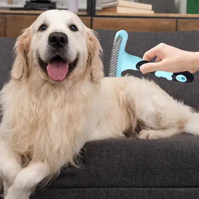 PurrfectFun Rastrillo et Brosse d'Entretien pour Animaux de Compagnie