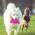 FurryFusion Balle en peluche pour chien