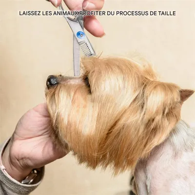 IntiMeg ciseaux de toilettage pour chien IntiMeg ciseaux de toilettage pour chien