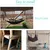 IntiMeg Hamac réglable pour petits animaux