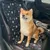 IntiMeg Alfombrilla para perros para el coche IntiMeg Alfombrilla para perros para el coche