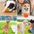 IntiMeg Jouet à mâcher en forme de fraise pour chien