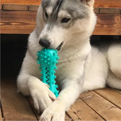 IntiMeg Balle pour chien en caoutchouc naturel